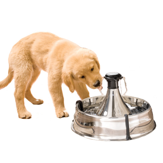 water fountain for dog